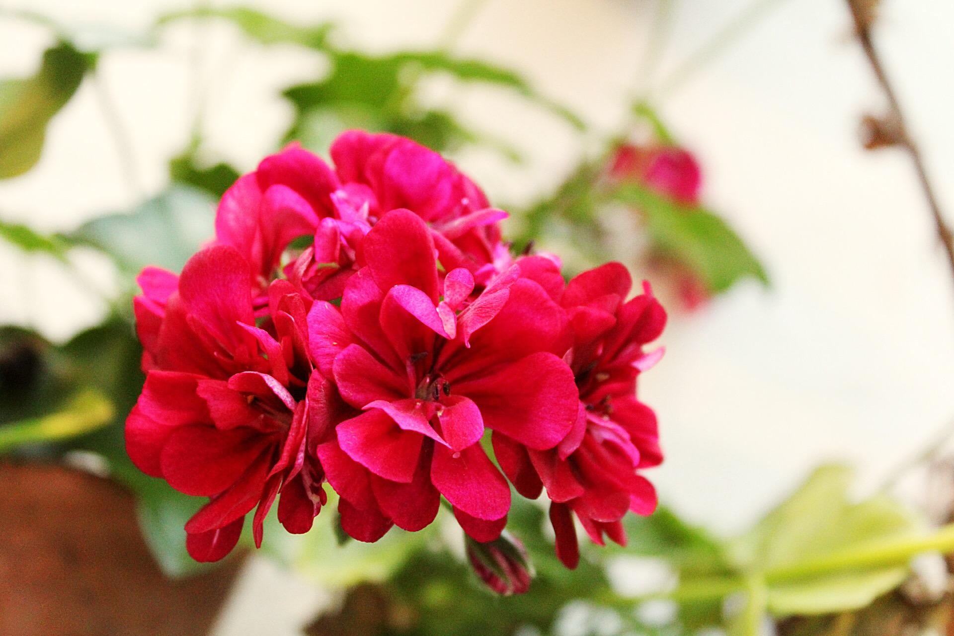 Los Patios Cordoba Ngoại thất bức ảnh