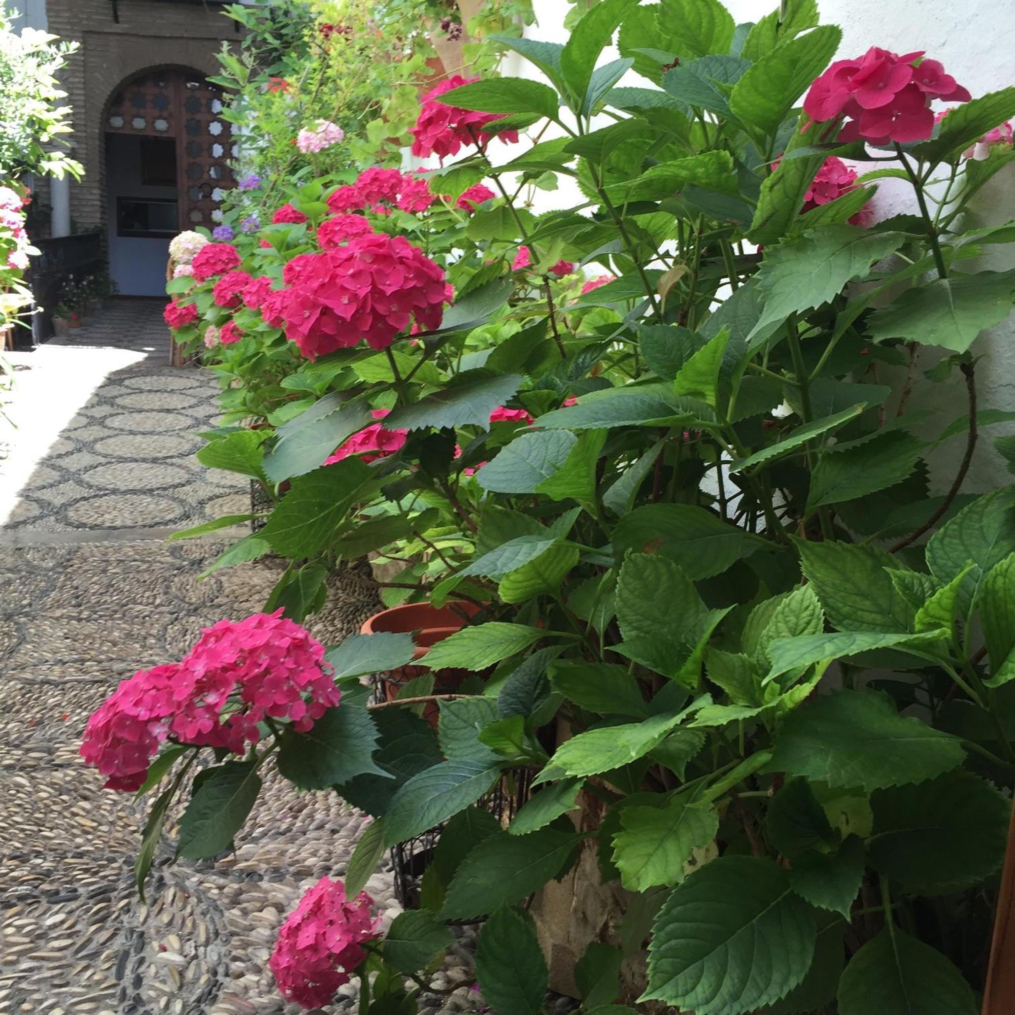 Los Patios Cordoba Ngoại thất bức ảnh