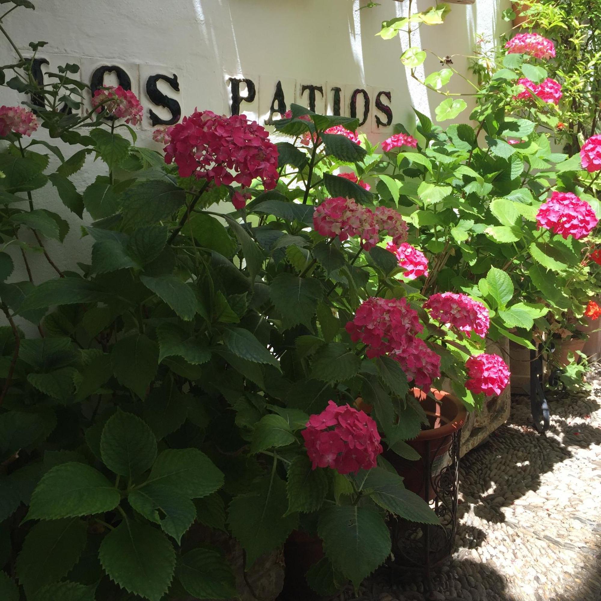 Los Patios Cordoba Ngoại thất bức ảnh